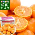 長崎県より産地直送 JA長崎せいひ 津之望(つののぞみ) 2LからSサイズ 秀品 2.5キロ (20玉から30玉) 柑橘 オレンジ 津の望 西彼 伊木力 大西海