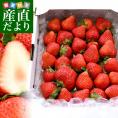 福岡から産地直送！福岡県産いちご　恋みのり　1キロ以上（Lから特大:不揃い）送料無料 クール便 苺 イチゴ いちご