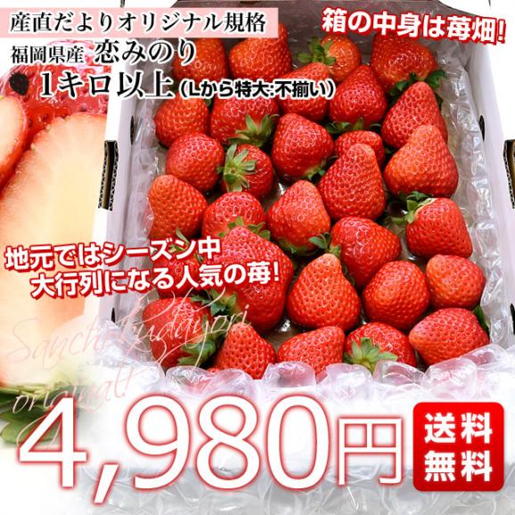 福岡から産地直送！福岡県産いちご　恋みのり　1キロ以上（Lから特大:不揃い）送料無料 クール便 苺 イチゴ いちご03