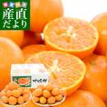 長崎県より産地直送 JA長崎せいひ 津之望(つののぞみ) 2LからSサイズ 優品 5キロ (40玉から60玉) 柑橘 オレンジ 津の望 西彼 伊木力 大西海