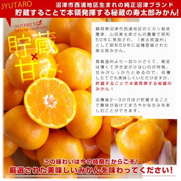 静岡県産 JAふじ伊豆 西浦柑橘出荷部会 寿太郎みかん ＬからSサイズ 約2.5キロ（20玉から32玉前後）市場スポット みかん ミカン04