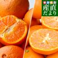 長崎県より産地直送 JA長崎せいひ 津之輝（つのかがやき）×津之望(つののぞみ) 優品 2.5キロ×2箱セット 柑橘 オレンジ 津の輝 津の望 西彼 伊木力 大西海　from九州