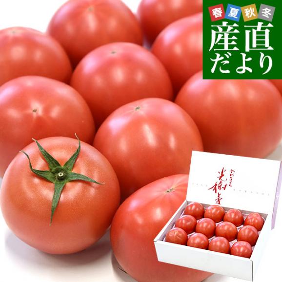 佐賀県産 高糖度 かわそえ光樹トマト 約1キロ化粧箱入 (10玉から16玉入) 送料無料 市場発送01