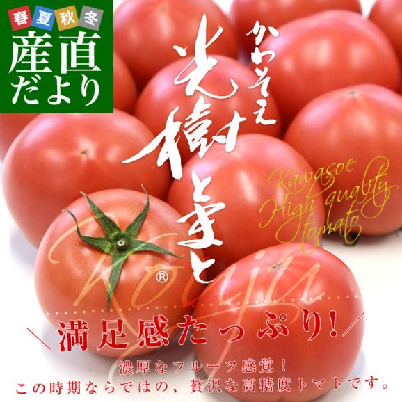 佐賀県産 高糖度 かわそえ光樹トマト 約1キロ化粧箱入 (10玉から16玉入) 送料無料 市場発送02
