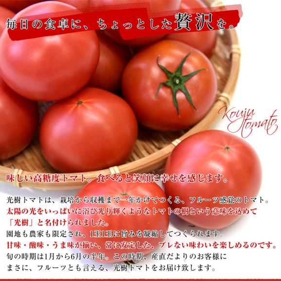 佐賀県産 高糖度 かわそえ光樹トマト 約1キロ化粧箱入 (10玉から16玉入) 送料無料 市場発送05