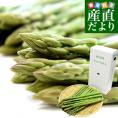 香川県より産地直送 JA香川県アスパラ さぬきのめざめ セミロング（約30センチ）Lサイズ 1キロ入り 送料無料 丸亀市他 30センチアスパラガス