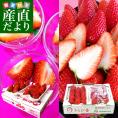 静岡県より産地直送 JAふじ伊豆 紅ほっぺ DX＋きらぴ香 DX（ 260g×4P）送料無料 いちご イチゴ 苺 ※クール便発送