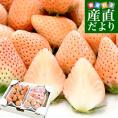 長崎県より産地直送 JA長崎せいひ「淡雪（あわゆき）」1箱約500g（合計16粒から30粒前後）送料無料 苺 イチゴ 白いちご 長崎西彼農協　from九州