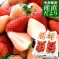長崎県より産地直送 JA長崎せいひ　紅白 夢のいちごセット「淡雪」１箱約500g＋「ゆめのか」１箱約500g 送料無料 苺 イチゴ 白いちご 紅白いちごセット 長崎西彼農協　from九州