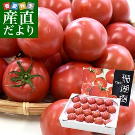徳島産　かしやま農園が作るフルーツトマト「珊瑚樹」S特選（黒箱化粧箱）約1キロ　(12玉から24玉入)　高糖度トマト　フルーツとまと 樫山農園 市場発送