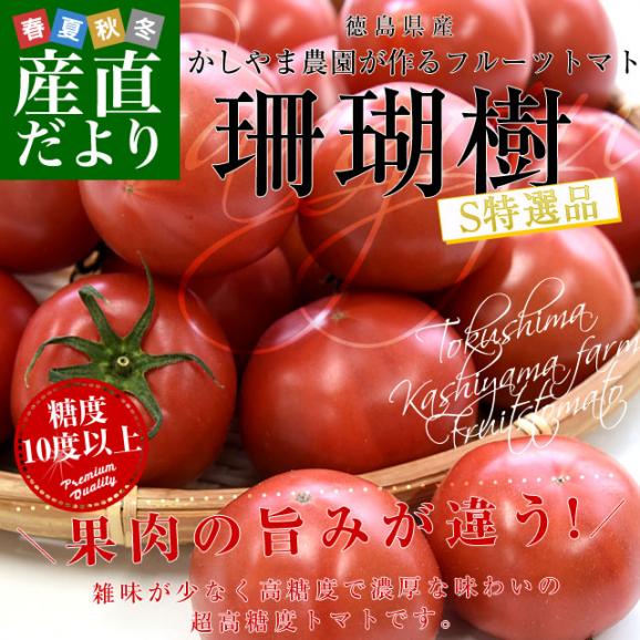 徳島産　かしやま農園が作るフルーツトマト「珊瑚樹」S特選（黒箱化粧箱）約1キロ　(12玉から24玉入)　高糖度トマト　フルーツとまと 樫山農園 市場発送02