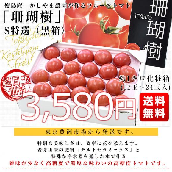 徳島産　かしやま農園が作るフルーツトマト「珊瑚樹」S特選（黒箱化粧箱）約1キロ　(12玉から24玉入)　高糖度トマト　フルーツとまと 樫山農園 市場発送03