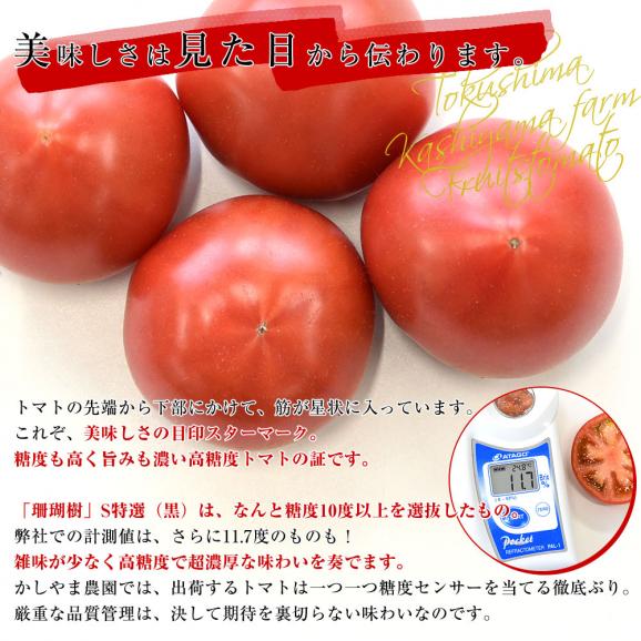 徳島産　かしやま農園が作るフルーツトマト「珊瑚樹」S特選（黒箱化粧箱）約1キロ　(12玉から24玉入)　高糖度トマト　フルーツとまと 樫山農園 市場発送04