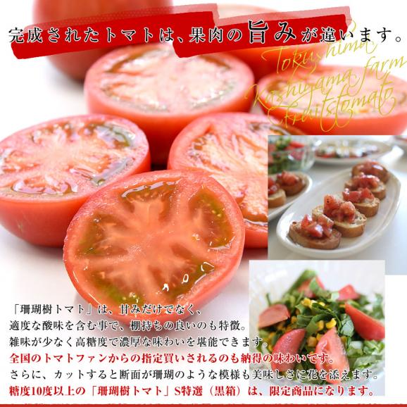 徳島産　かしやま農園が作るフルーツトマト「珊瑚樹」S特選（黒箱化粧箱）約1キロ　(12玉から24玉入)　高糖度トマト　フルーツとまと 樫山農園 市場発送06
