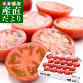 徳島県産　かしやま農園が作るフルーツトマト「珊瑚樹」特選（白箱）約1キロ　(12玉から24玉入)　高糖度トマト　フルーツとまと 樫山農園 市場発送