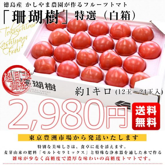 徳島県産　かしやま農園が作るフルーツトマト「珊瑚樹」特選（白箱）約1キロ　(12玉から24玉入)　高糖度トマト　フルーツとまと 樫山農園 市場発送03