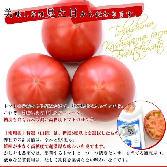 徳島県産　かしやま農園が作るフルーツトマト「珊瑚樹」特選（白箱）約1キロ　(12玉から24玉入)　高糖度トマト　フルーツとまと 樫山農園 市場発送04