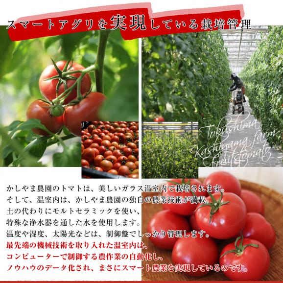 徳島県産　かしやま農園が作るフルーツトマト「珊瑚樹」特選（白箱）約1キロ　(12玉から24玉入)　高糖度トマト　フルーツとまと 樫山農園 市場発送05