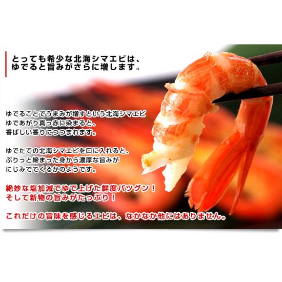 北海道　釧路町昆布森産　浜ゆで「北海しまえび」ボイル　Sサイズ　約500g　シマエビ エビ 海老05