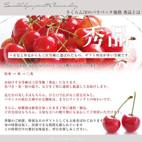 山形県より産地直送 さくらんぼ佐藤錦 大粒Lサイズ　秀品1キロ (500g&times;2P入) 送料無料 クール便　サクランボ　桜桃04