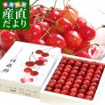 山形県より産地直送 温室栽培さくらんぼ 佐藤錦特秀品 300g手詰め化粧箱 (40粒から54粒) 送料無料 桜桃 さとうにしき 