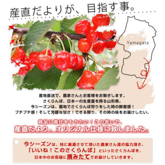 山形県より産地直送 温室栽培さくらんぼ 佐藤錦特秀品 300g手詰め化粧箱 (40粒から54粒) 送料無料 桜桃 さとうにしき 04