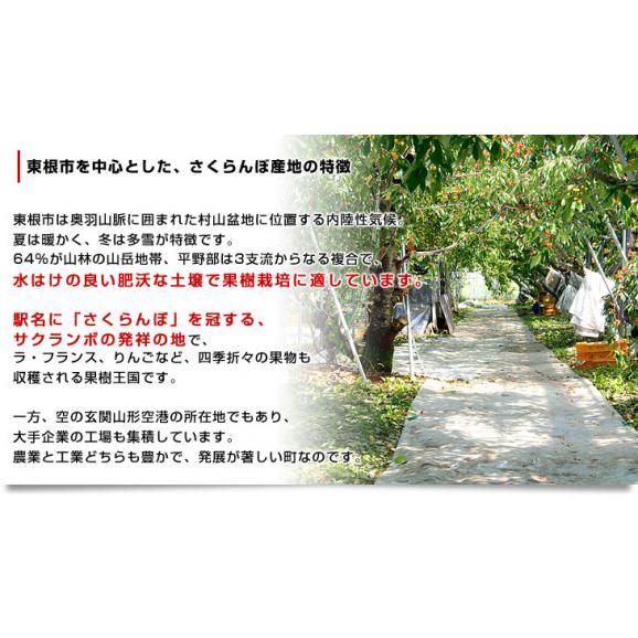 山形県より産地直送 温室栽培さくらんぼ 佐藤錦特秀品 300g手詰め化粧箱 (40粒から54粒) 送料無料 桜桃 さとうにしき 06