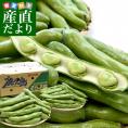 厳選産地の極上そら豆 Lサイズ秀品 ４キロ原体箱 満載詰め（７５本前後） クール便　鹿児島県 熊本県 愛媛県産 他　蚕豆 空豆 天豆 そらまめ