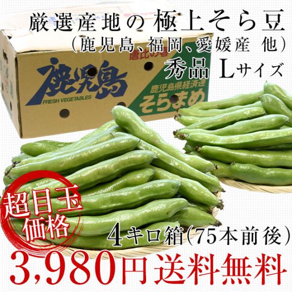 厳選産地の極上そら豆 Lサイズ秀品 ４キロ原体箱 満載詰め（７５本前後） クール便　鹿児島県 熊本県 愛媛県産 他　蚕豆 空豆 天豆 そらまめ03