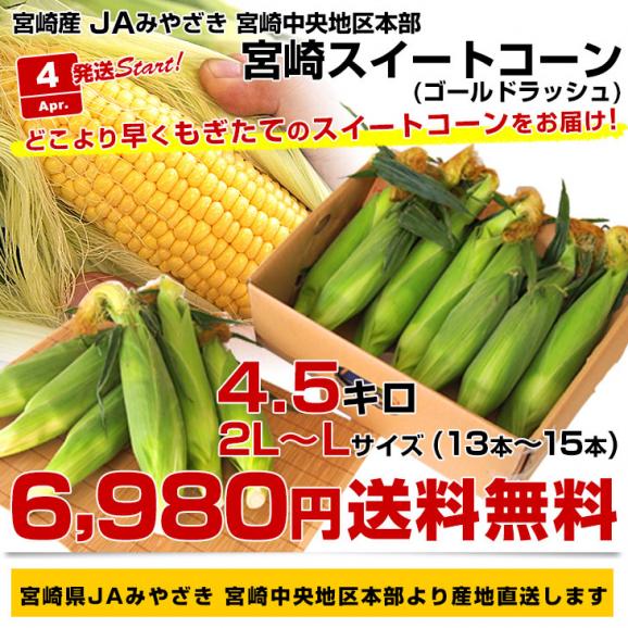 宮崎県より産地直送 JAみやざき宮崎中央地区本部 ハウス栽培 とうもろこし (ゴールドラッシュ) 2LからＬサイズ 4.5キロ (13本から15本) 送料無料 とうきび from九州　※クール便03