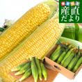 宮崎県より産地直送 JAみやざき宮崎中央地区本部 とうもろこし (ゴールドラッシュ) 2LからＬサイズ 4.5キロ (13本から15本) 送料無料 とうきび 宮崎とうもろこしfrom九州 ※クール便