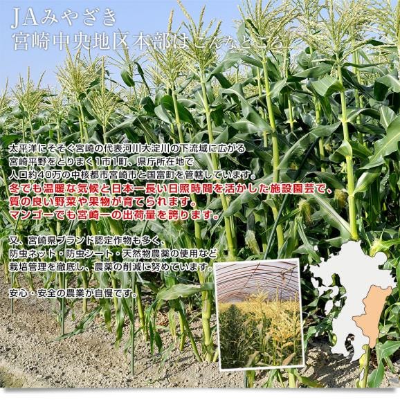 宮崎県より産地直送 JAみやざき宮崎中央地区本部 とうもろこし(ゴールドラッシュ) 2LからLサイズ 4.5キロ (13本から15本) 送料無料 とうきび  from九州 スイートコーン ※クール便05