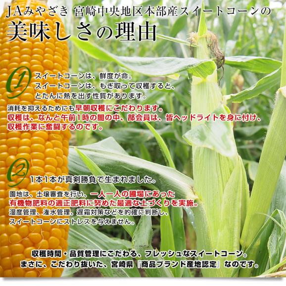 宮崎県より産地直送 JAみやざき宮崎中央地区本部 とうもろこし(ゴールドラッシュ) 2LからLサイズ 4.5キロ (13本から15本) 送料無料 とうきび  from九州 スイートコーン ※クール便06
