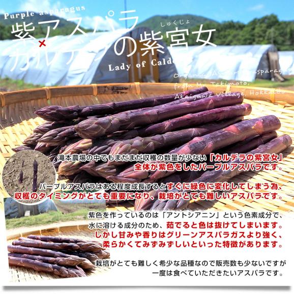 北海道より産地直送 赤井川村滝本農場の有機JAS　紫アスパラ「 カルデラの紫宮女」Mサイズ 約500g入り 送料無料 アスパラガス ※クール便発送04