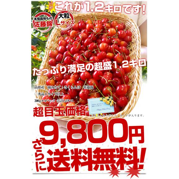 【父の日ギフト】 山形県より産地直送！ さくらんぼ 佐藤錦 ○秀品 大ボリューム1.2キロ Lサイズ（300g&times;4パック） 送料無料 クール便　サクランボ　桜桃03