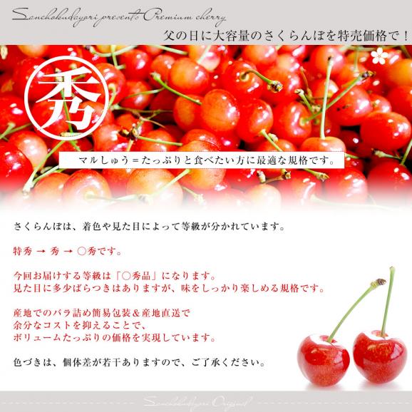 【父の日ギフト】 山形県より産地直送！ さくらんぼ 佐藤錦 ○秀品 大ボリューム1.2キロ Lサイズ（300g&times;4パック） 送料無料 クール便　サクランボ　桜桃04