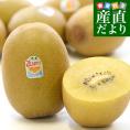 ニュージーランド産 ゼスプリ・サンゴールドキウイ「ジャンボサイズ」 約1.8キロ（12玉入り） 送料無料　キウイフルーツ