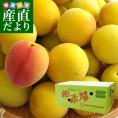 和歌山県産　JA紀州　みなべの南高梅 　2Lサイズ　5キロ 梅 梅干 梅干し 梅酒 梅サワー 梅ジャム うめ　ウメ