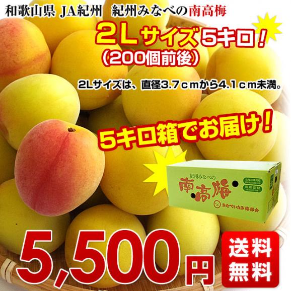 和歌山県産　JA紀州　みなべの南高梅 　2Lサイズ　5キロ 梅 梅干 梅干し 梅酒 梅サワー 梅ジャム うめ　ウメ03