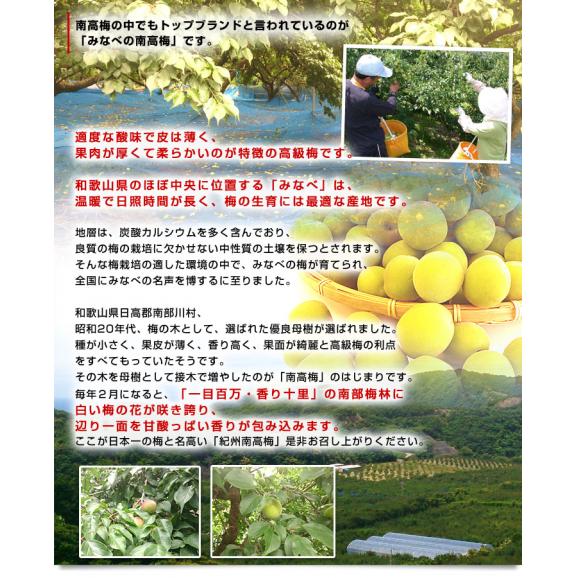 和歌山県産　JA紀州　みなべの南高梅 　2Lサイズ　5キロ 梅 梅干 梅干し 梅酒 梅サワー 梅ジャム うめ　ウメ05