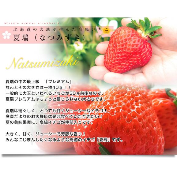 北海道より産地直送 高級いちご 夏瑞（なつみずき）プレミアム　約200g（5粒）×2パック　化粧箱入り イチゴ 苺 夏イチゴ04