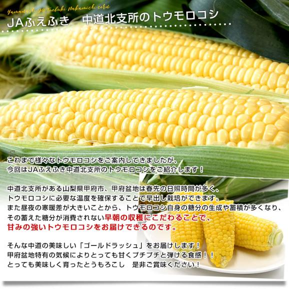 山梨県より産地直送　JAふえふき中道北支所　とうもろこし(ゴールドラッシュ) 約2.5キロ2Lサイズ(6本入)　送料無料　クール便04