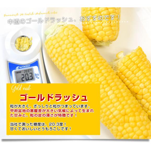 山梨県より産地直送　JAふえふき中道北支所　とうもろこし(ゴールドラッシュ)　約5キロ2Lサイズ(12本入)　送料無料　クール便05