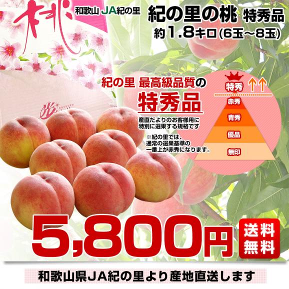 和歌山県より産地直送 JA紀の里 紀の里の桃 特秀品 1.8キロ (6玉から8玉) 送料無料 桃 もも03