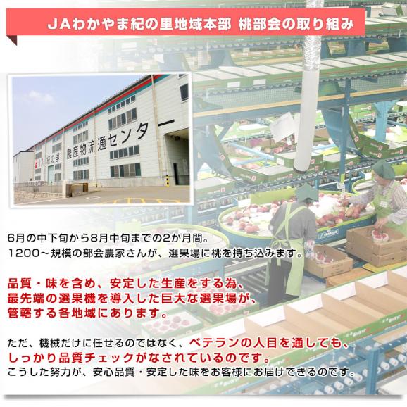 和歌山県より産地直送 JAわかやま紀の里地域本部 紀の里の桃 特秀品 1.8キロ (6玉から8玉) 送料無料 桃 もも06