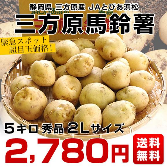 静岡県産 JAとぴあ浜松 三方原馬鈴薯 秀品 2Lサイズ　5キロ（20玉から30玉前後） 送料無料　大田市場発送品 じゃがいも ジャガイモ03