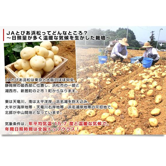 静岡県産 JAとぴあ浜松 三方原馬鈴薯 秀品 2Lサイズ　5キロ（20玉から30玉前後） 送料無料　大田市場発送品 じゃがいも ジャガイモ05