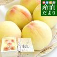 岡山県から産地直送 JA晴れの国岡山 総社もも生産組合　総社(そうじゃ)の桃　青秀以上約1キロ (4玉から6玉) 送料無料　総社の桃 桃　モモ もも　ピーチ ギフト 夏ギフト お中元 御中元