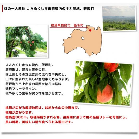 福島県より産地直送 JAふくしま未来 ミスピーチ「黄金桃」 約2キロ（5玉から8玉）桃 もも ピーチ 送料無料05