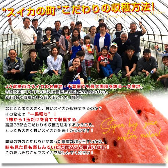 千葉県　JA富里市西瓜部28部会　大玉すいか（紅大）9キロ以上　4Lサイズ　1玉　送料無料　スイカ　すいか　西瓜　市場発送05